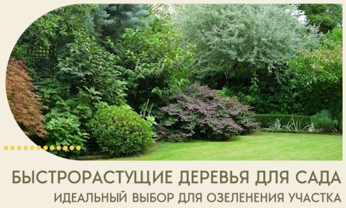 Быстрорастущие деревья для сада идеальный выбор в Реже