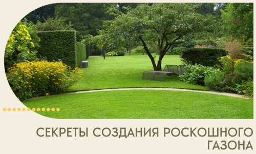 Секреты создания роскошного газона в Реже